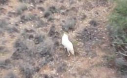 Ülkemizde İlk Defa Albino Çakal Görüldü
