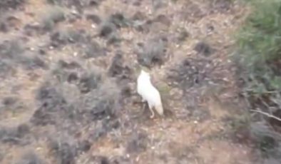 Ülkemizde İlk Defa Albino Çakal Görüldü