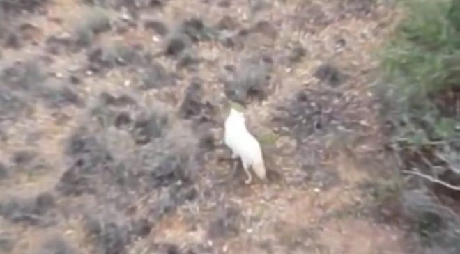 Ülkemizde İlk Defa Albino Çakal Görüldü