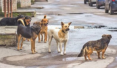 Başıboş Köpeklerden Halk Sokağa Çıkamıyor