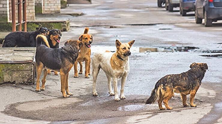 Başıboş Köpeklerden Halk Sokağa Çıkamıyor